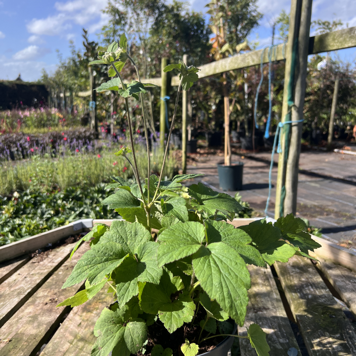 Anemone x hybrida &