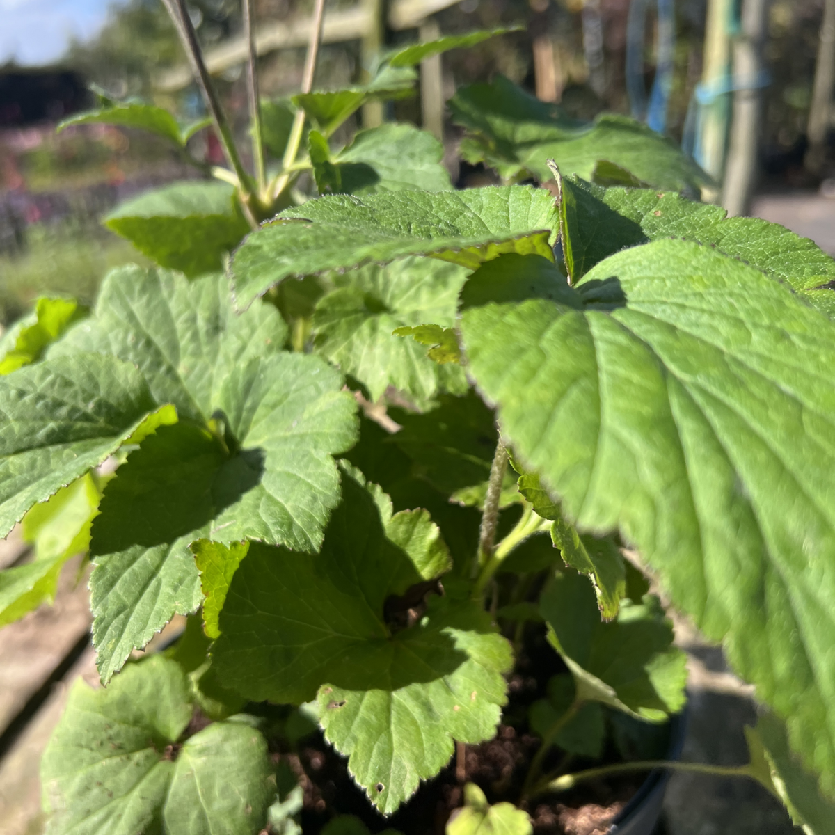Anemone x hybrida &