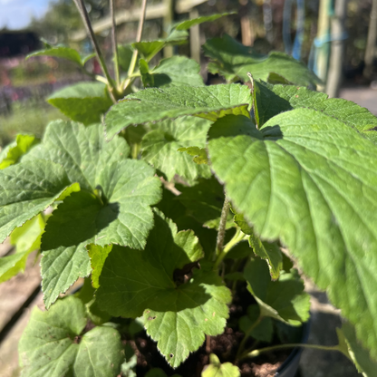 Anemone x hybrida &