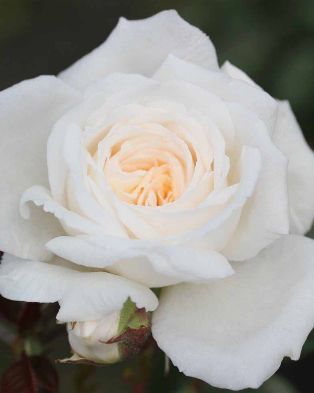 Rosa (Patio Group) &