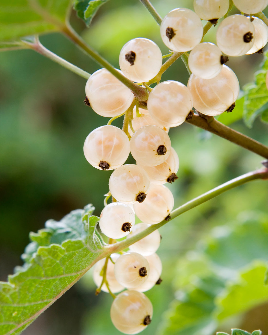 Whitecurrant &