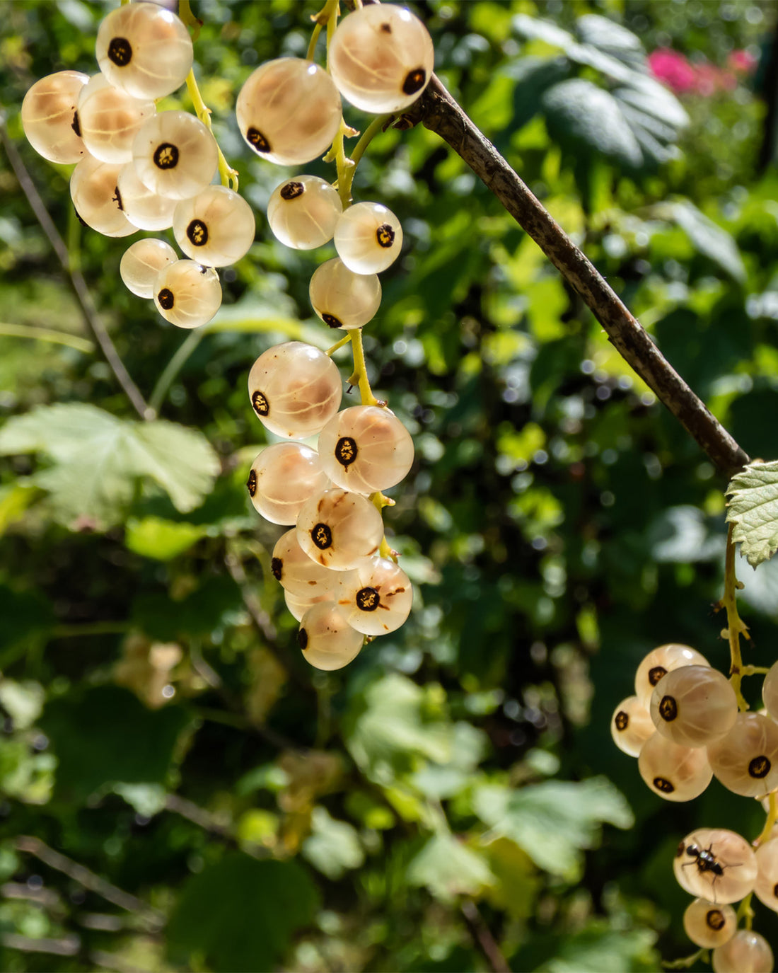 Whitecurrant &