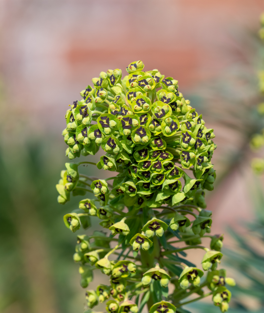 Euphorbia characias subsp. wulfenii
