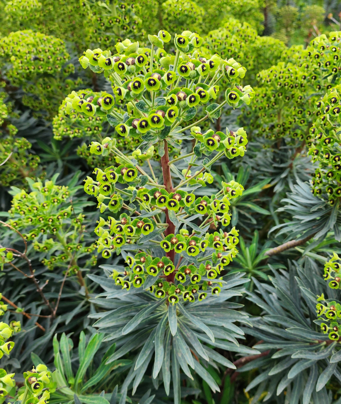 Euphorbia characias subsp. wulfenii
