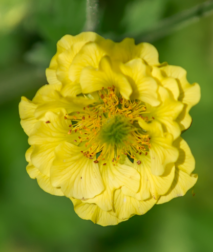 Geum &