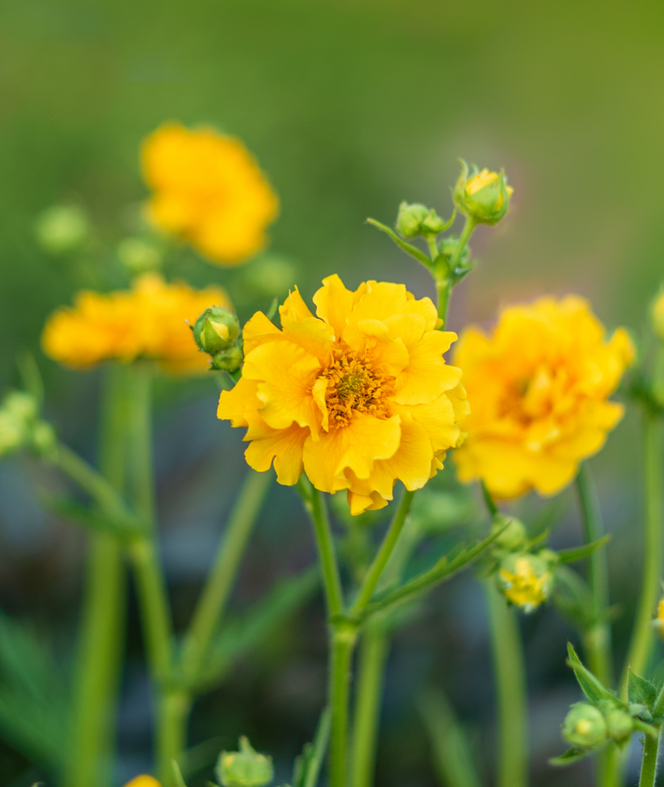 Geum &