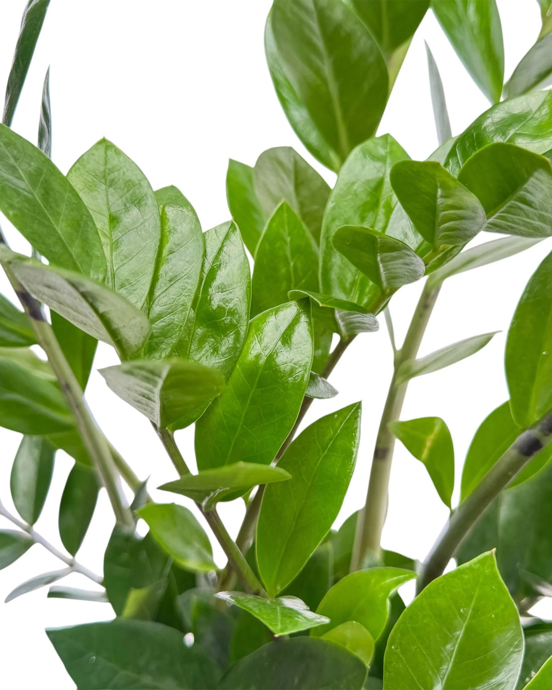 ZZ Plant