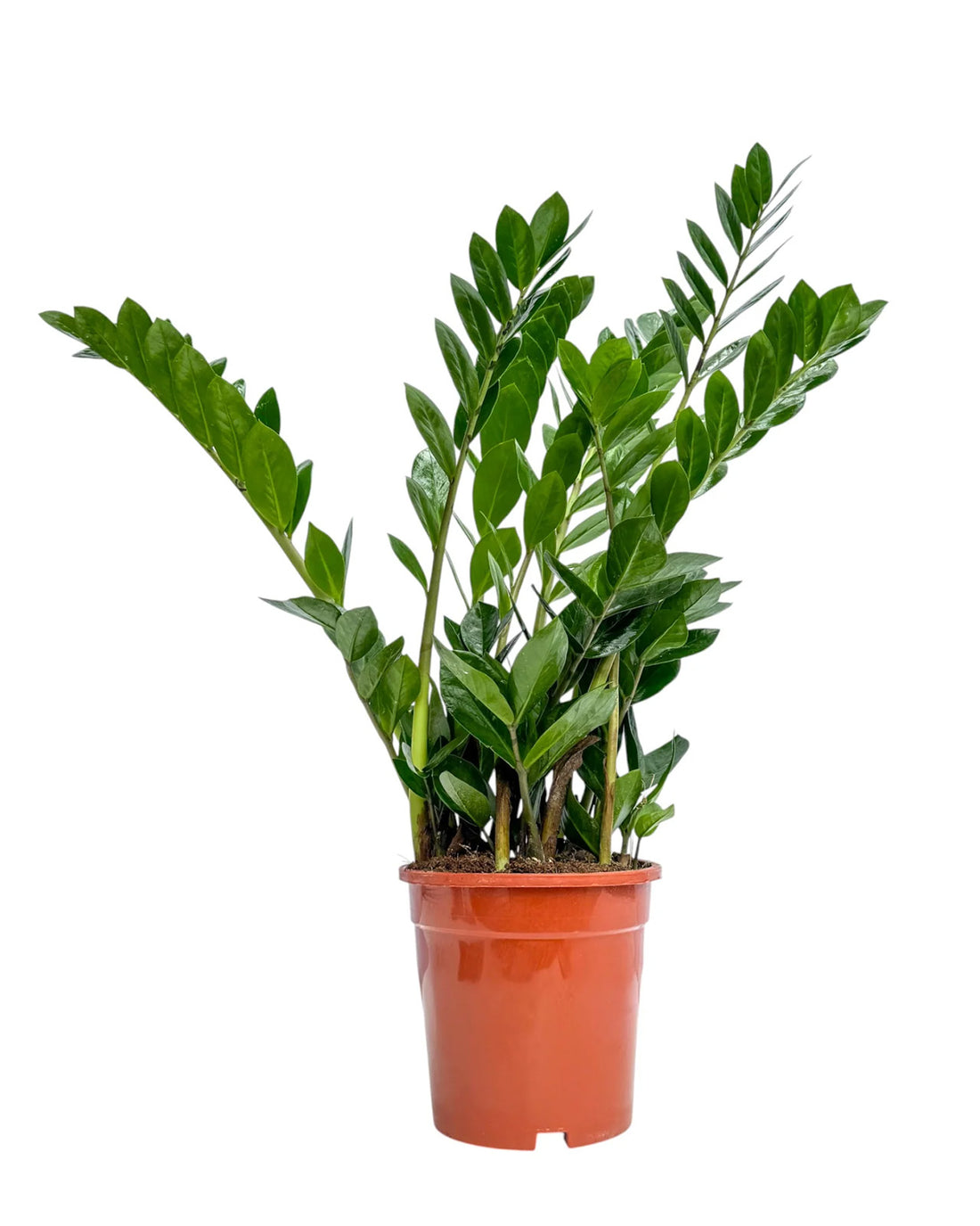 ZZ Plant