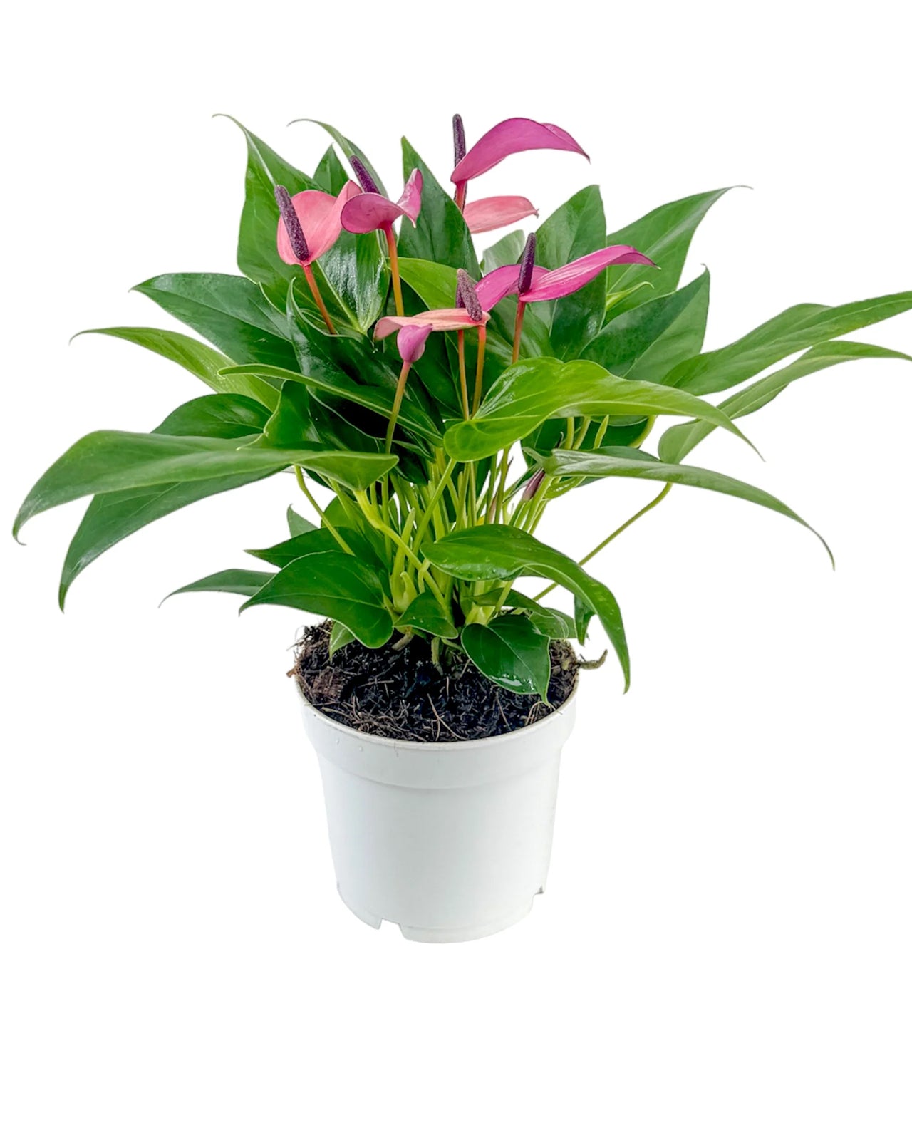 Anthurium Zizou
