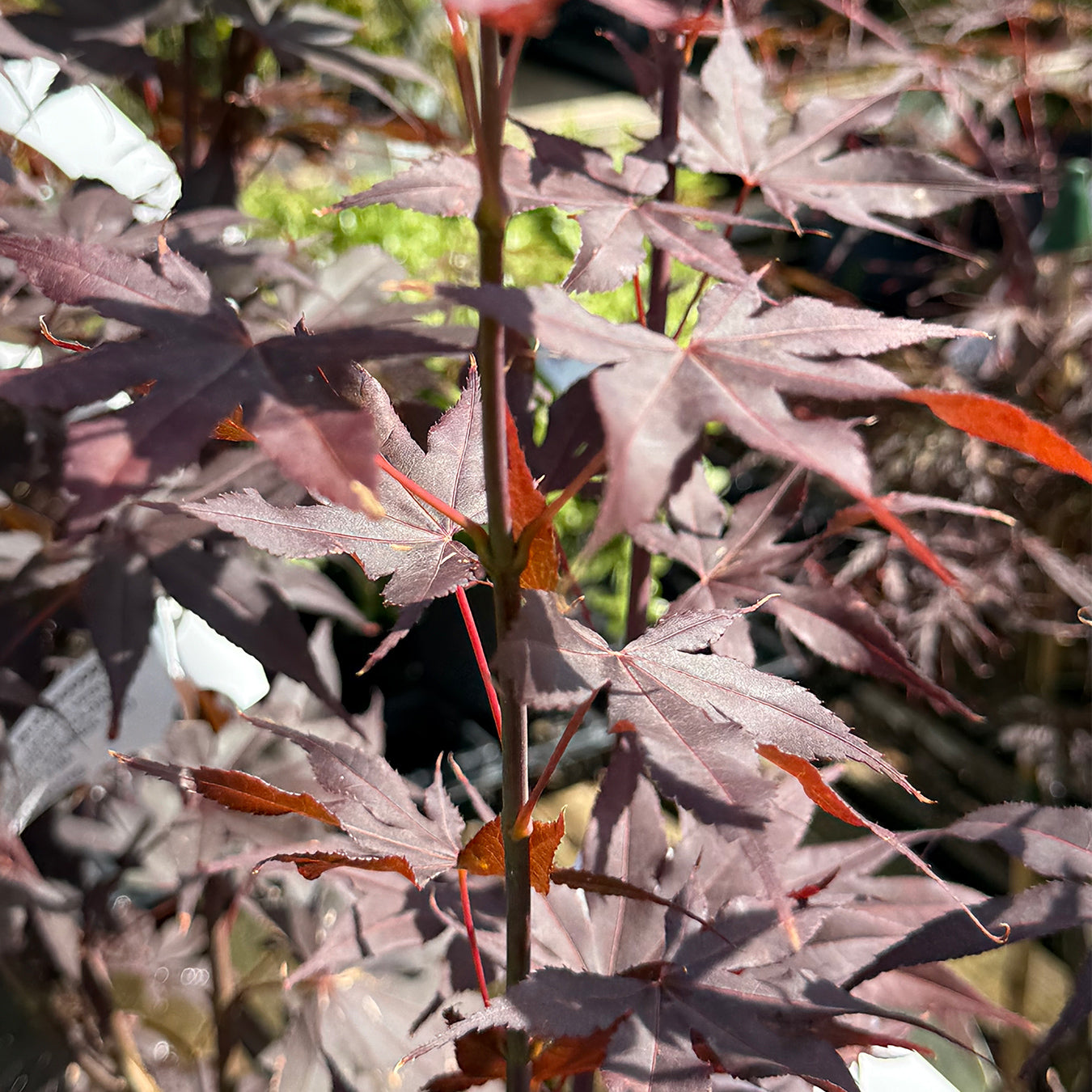 Acer palmatum &
