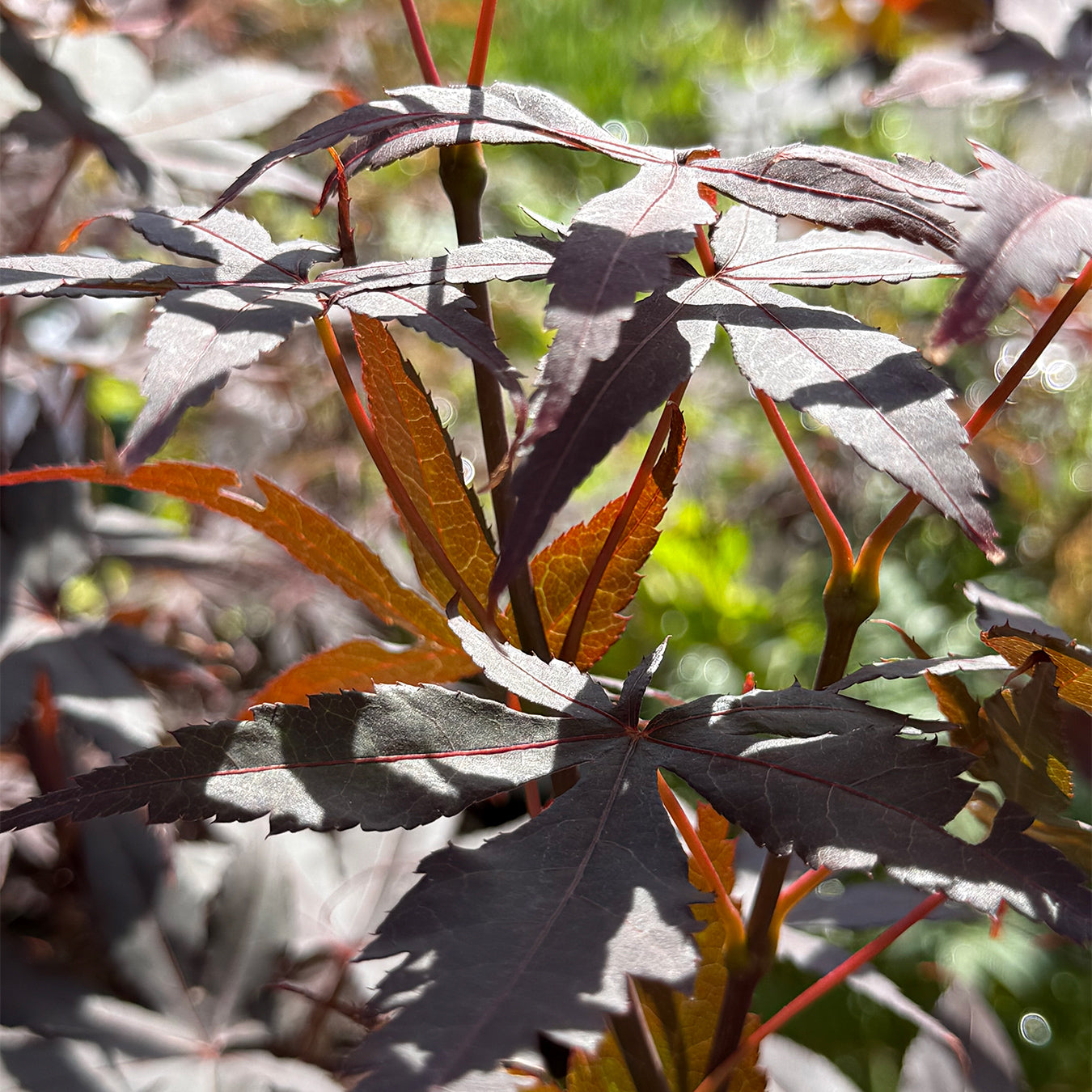 Acer palmatum &