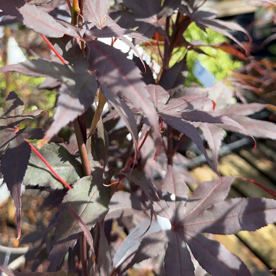 Acer palmatum &
