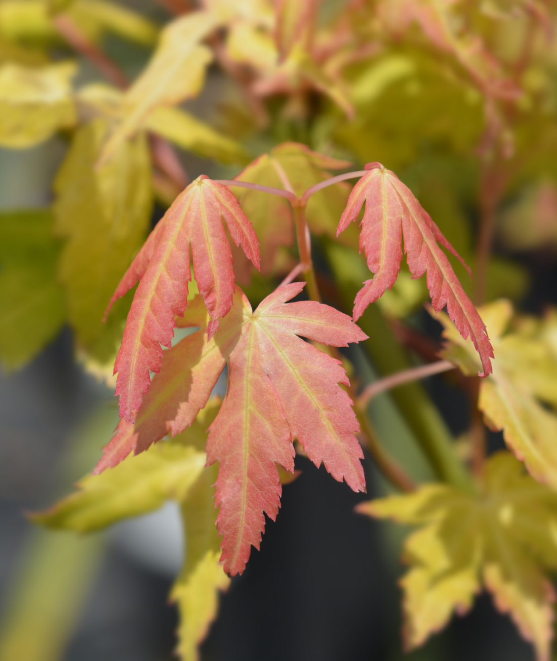 Acer palmatum &