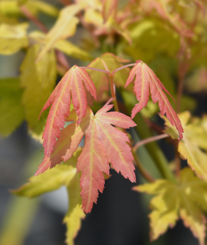 Acer palmatum &