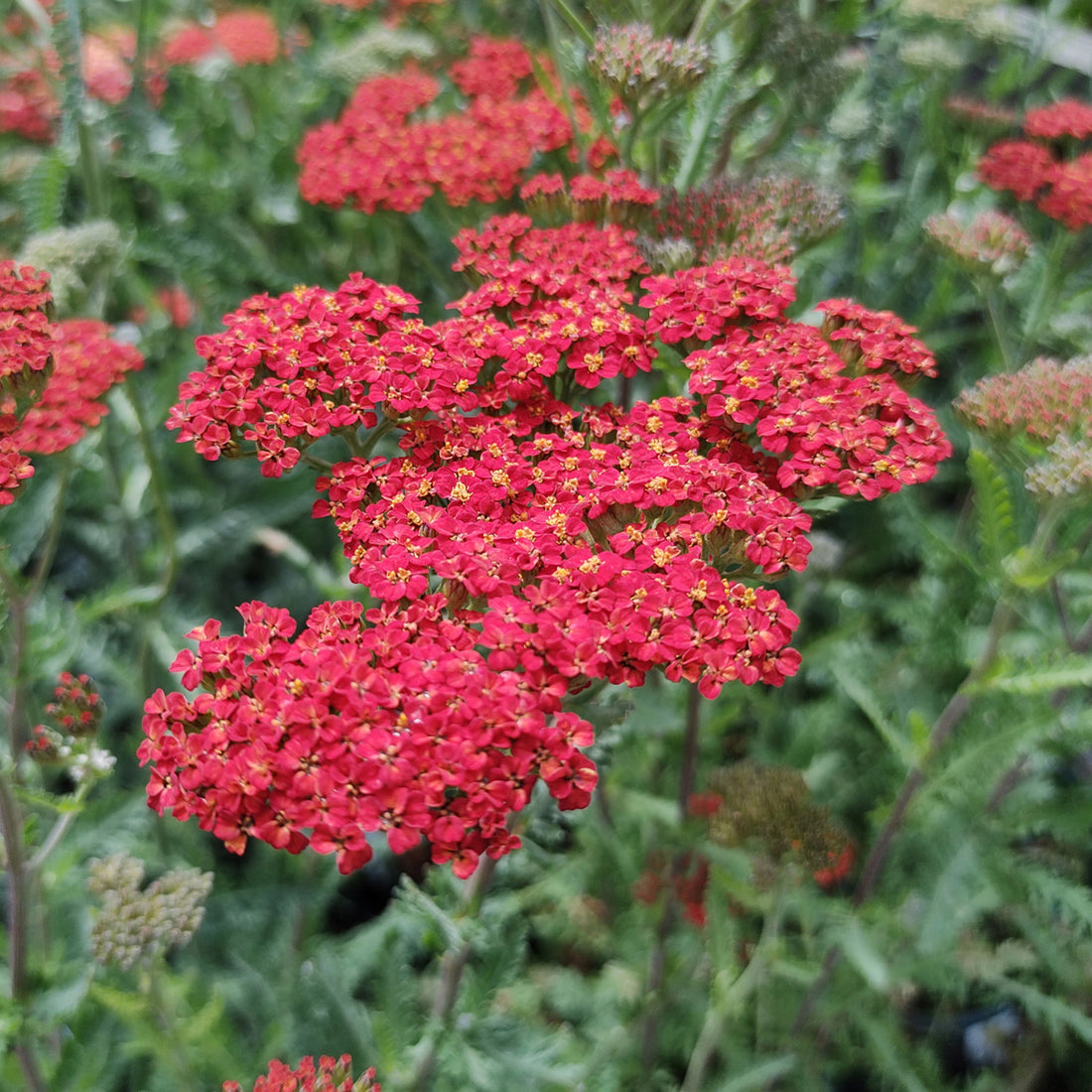 Achillea ‘Walther Funcke’