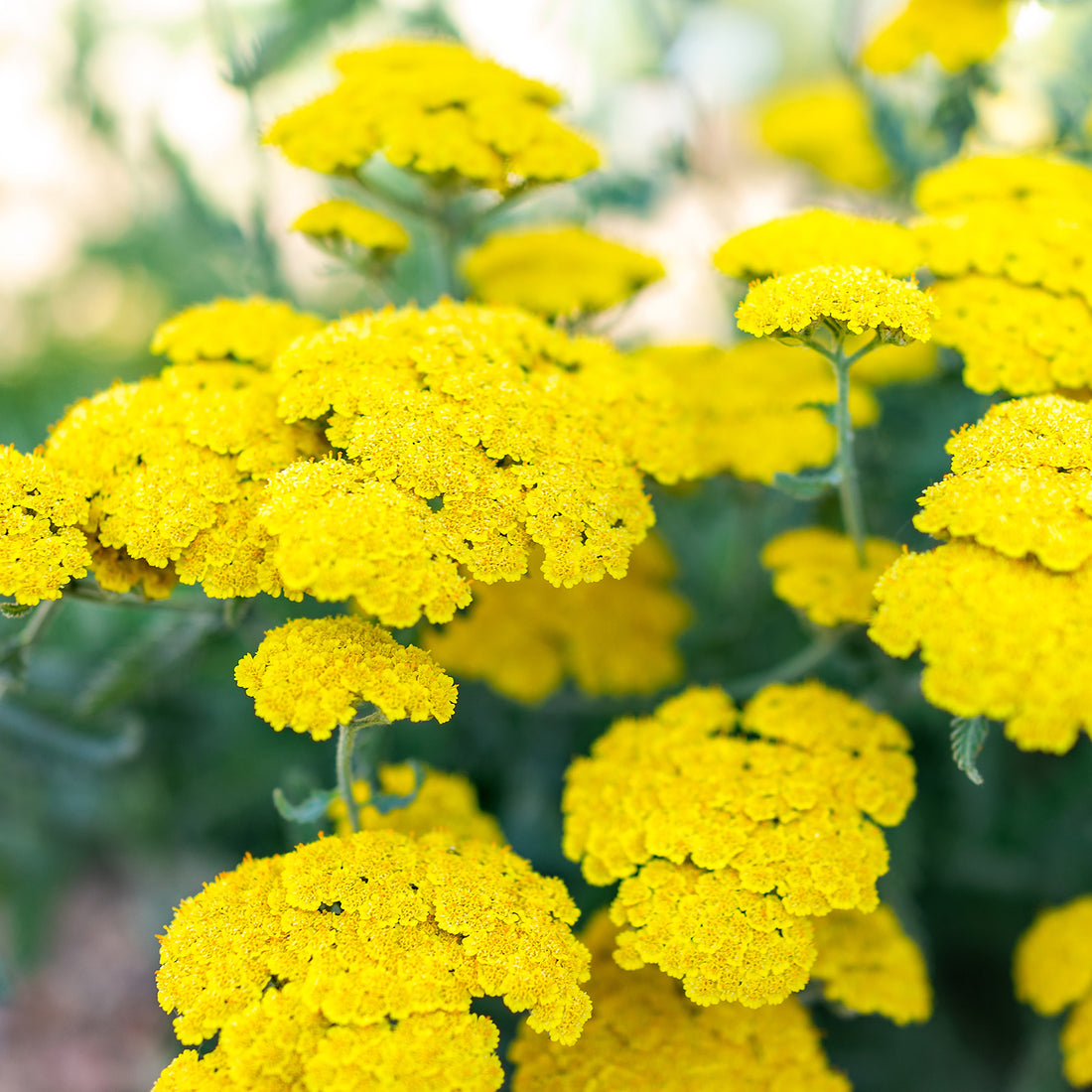 Achillea Moonshine