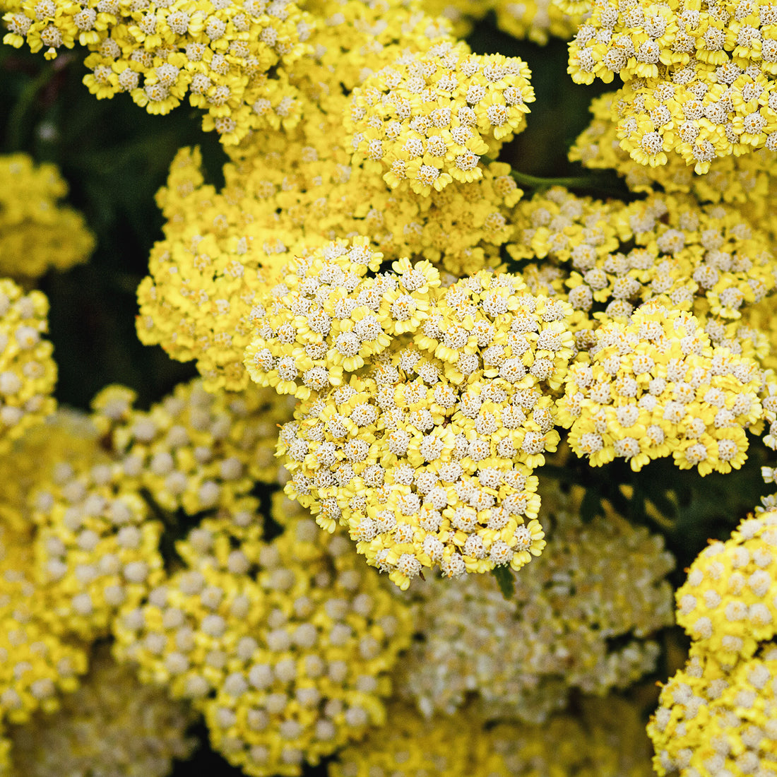 Achillea Moonshine