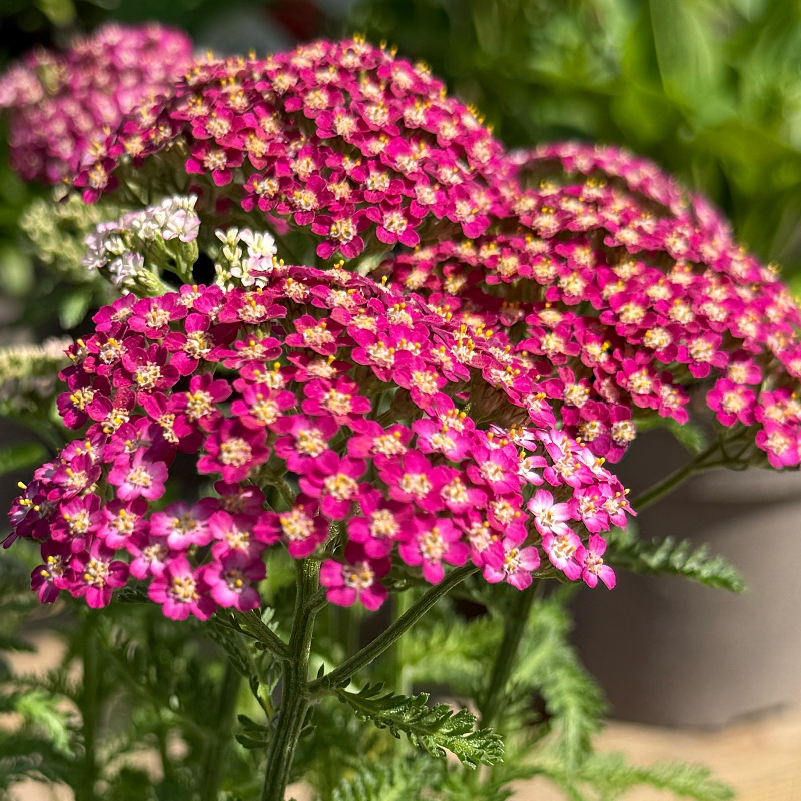 Achillea millefolium &