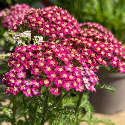 Achillea millefolium &