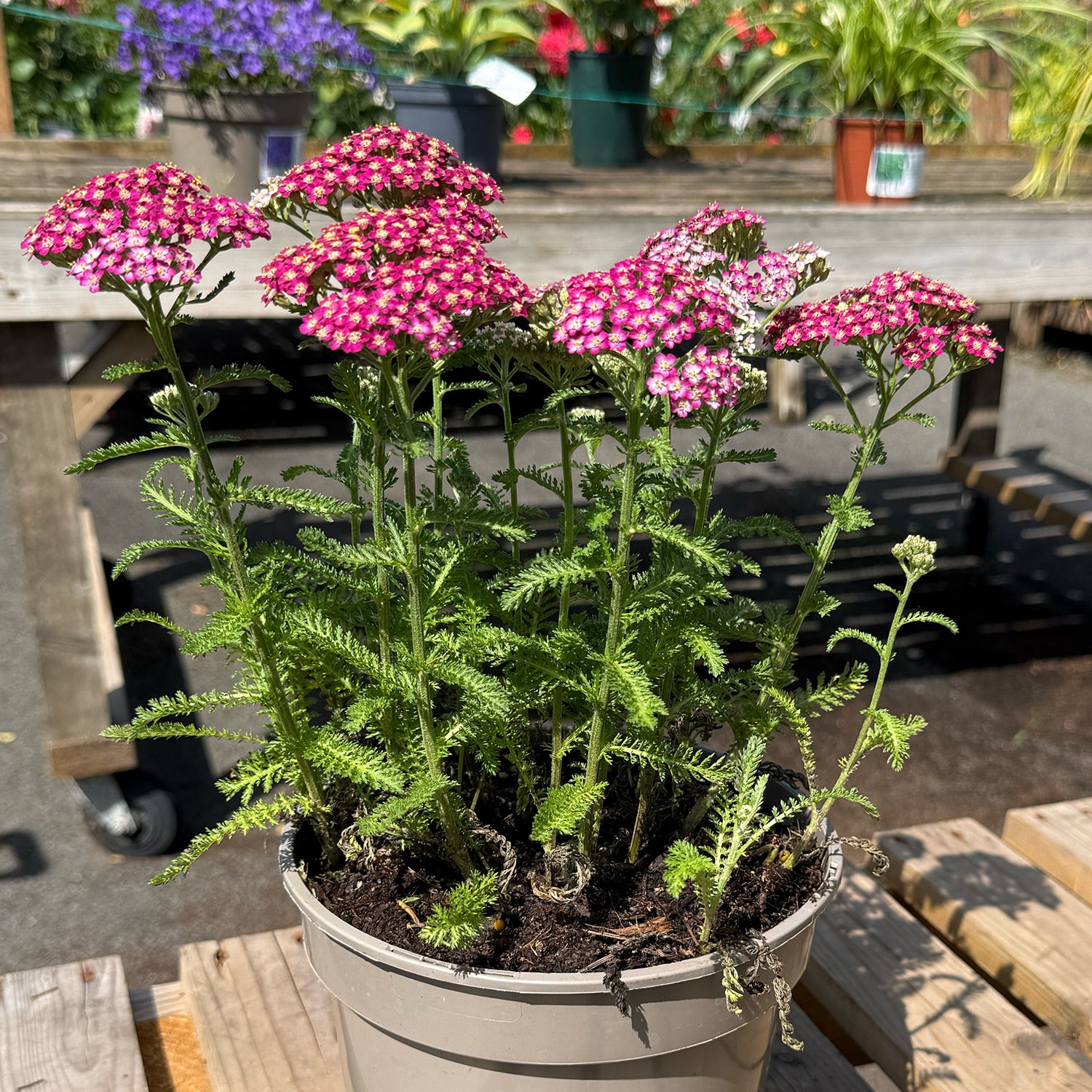 Achillea millefolium &