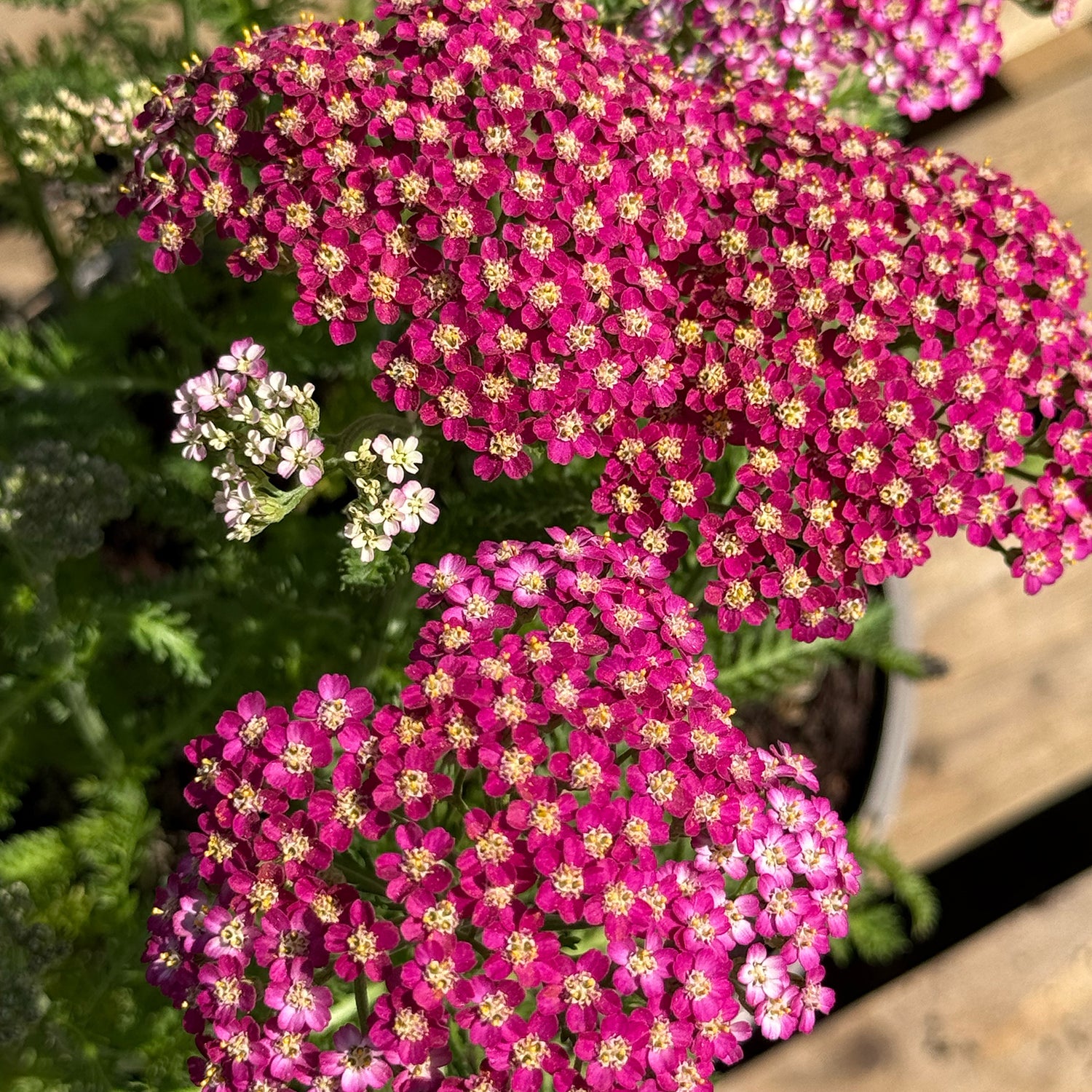 Achillea millefolium &