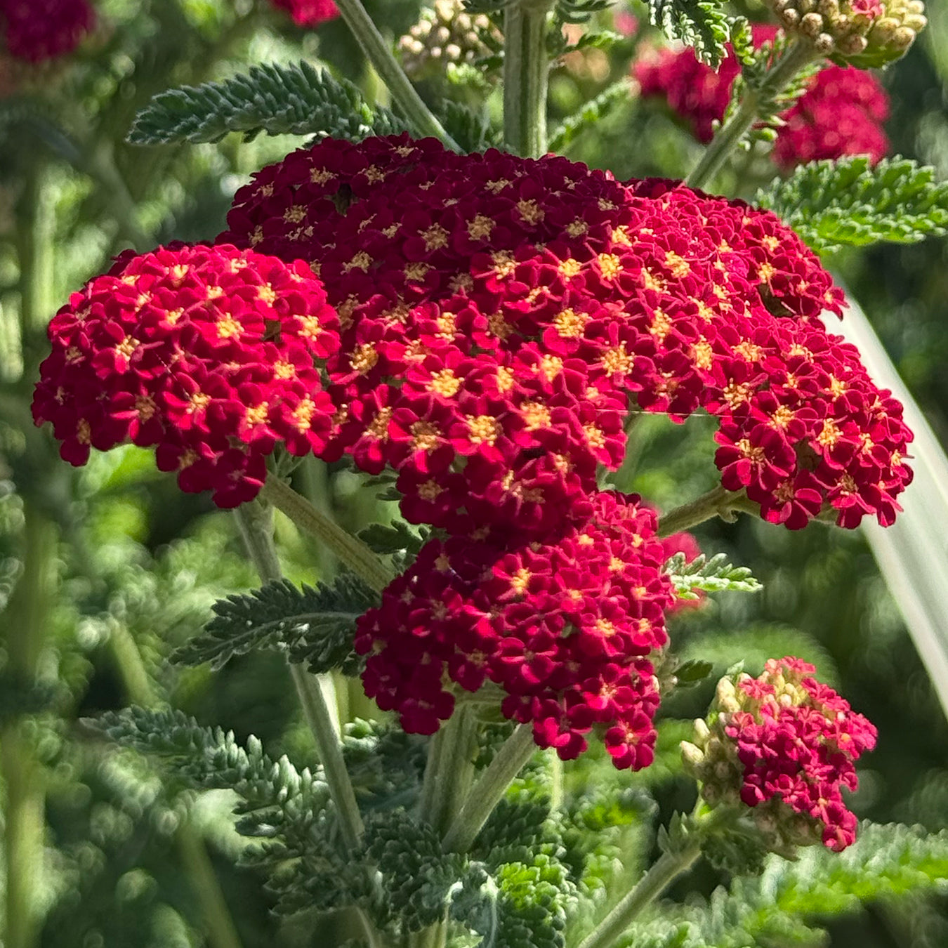 Achillea &