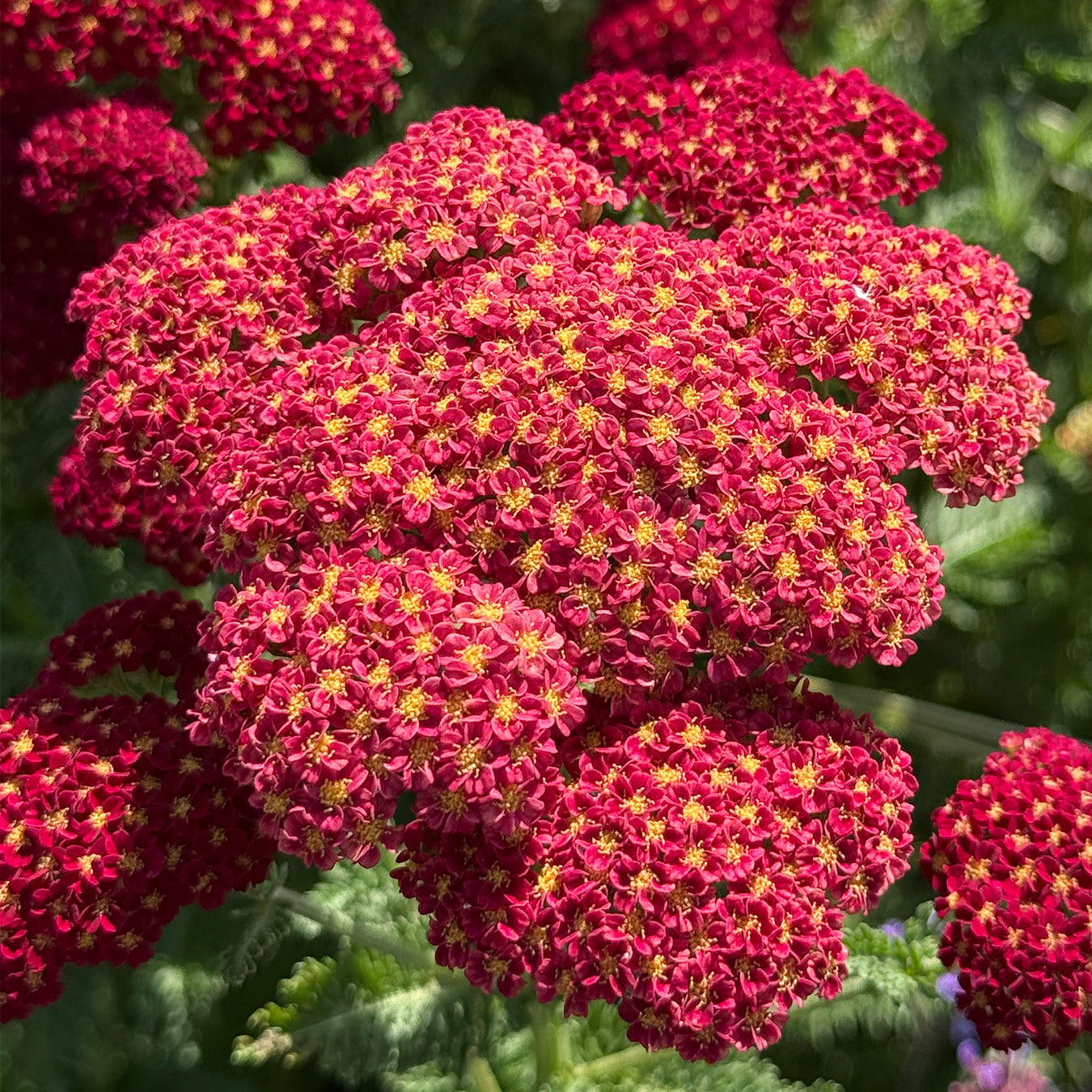Achillea &