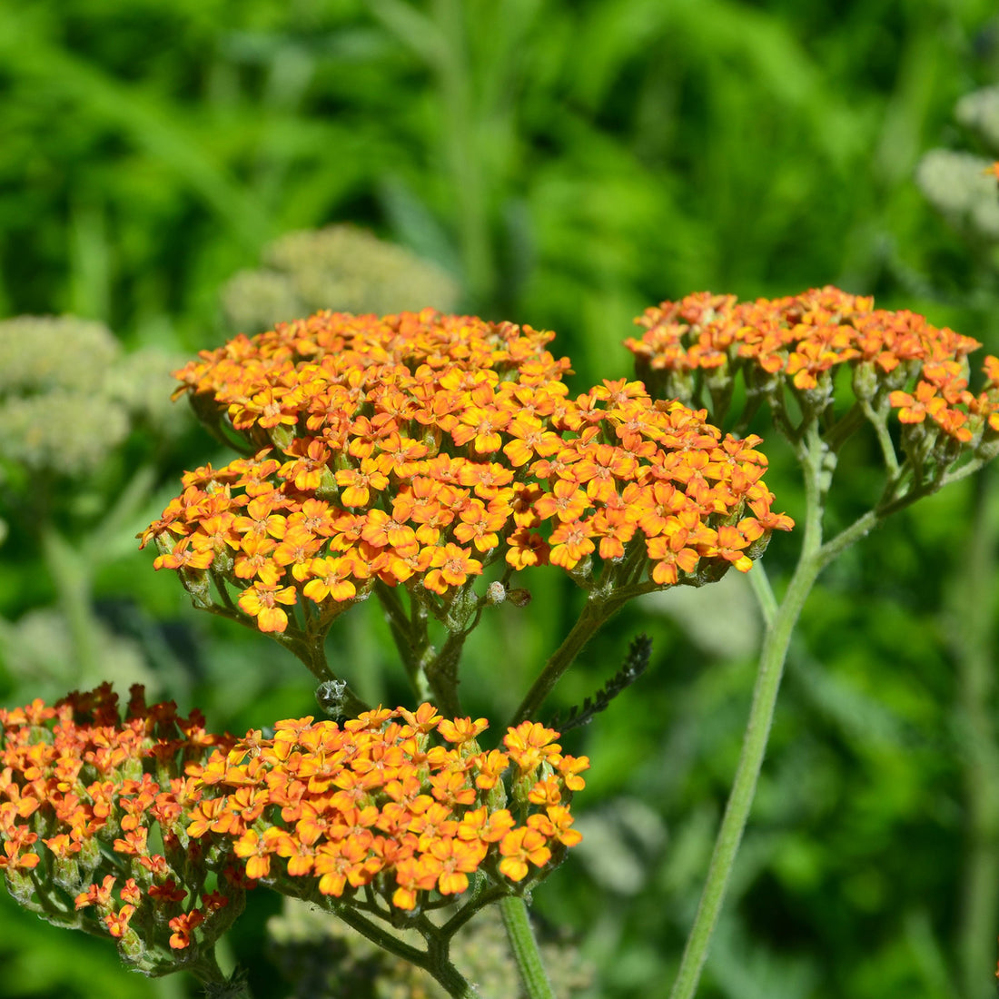 Achillea Terracotta
