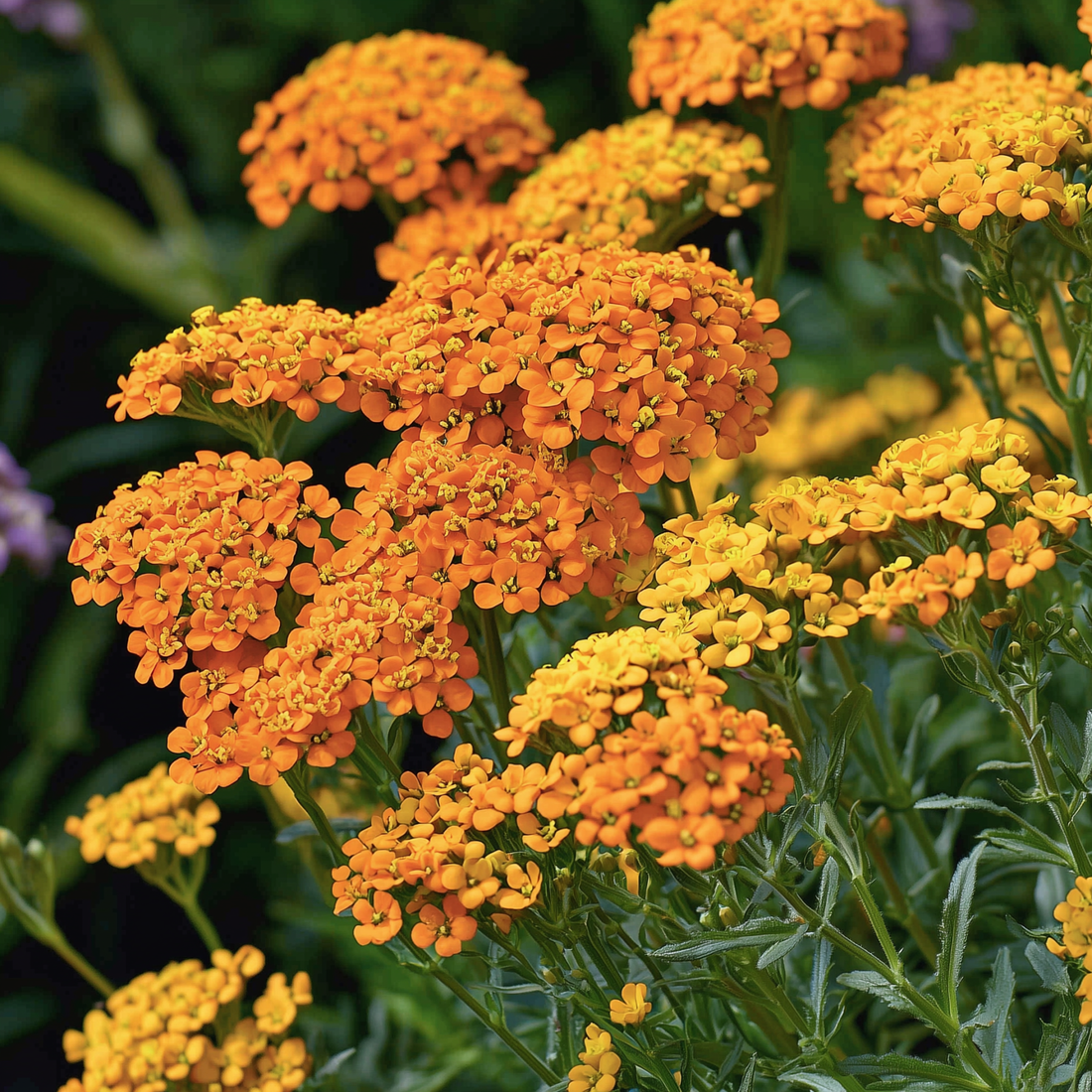Achillea Terracotta