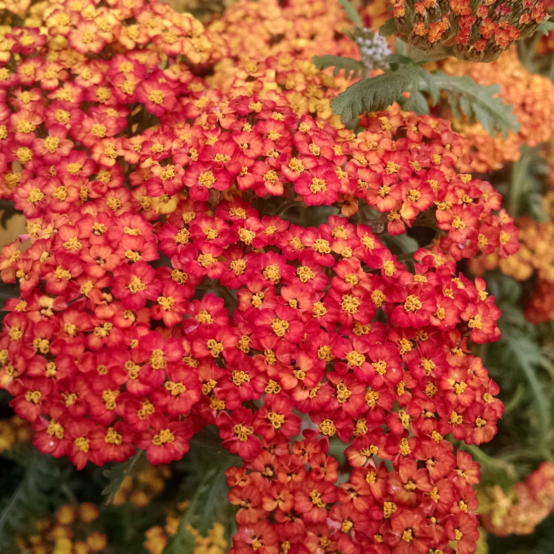 Achillea ‘Walther Funcke’