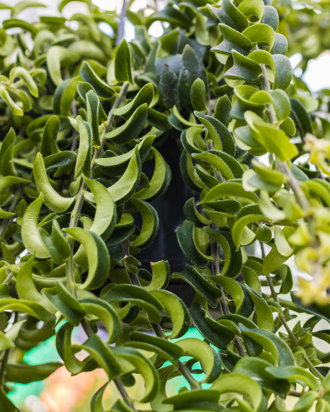 Aeschynanthus radicans &