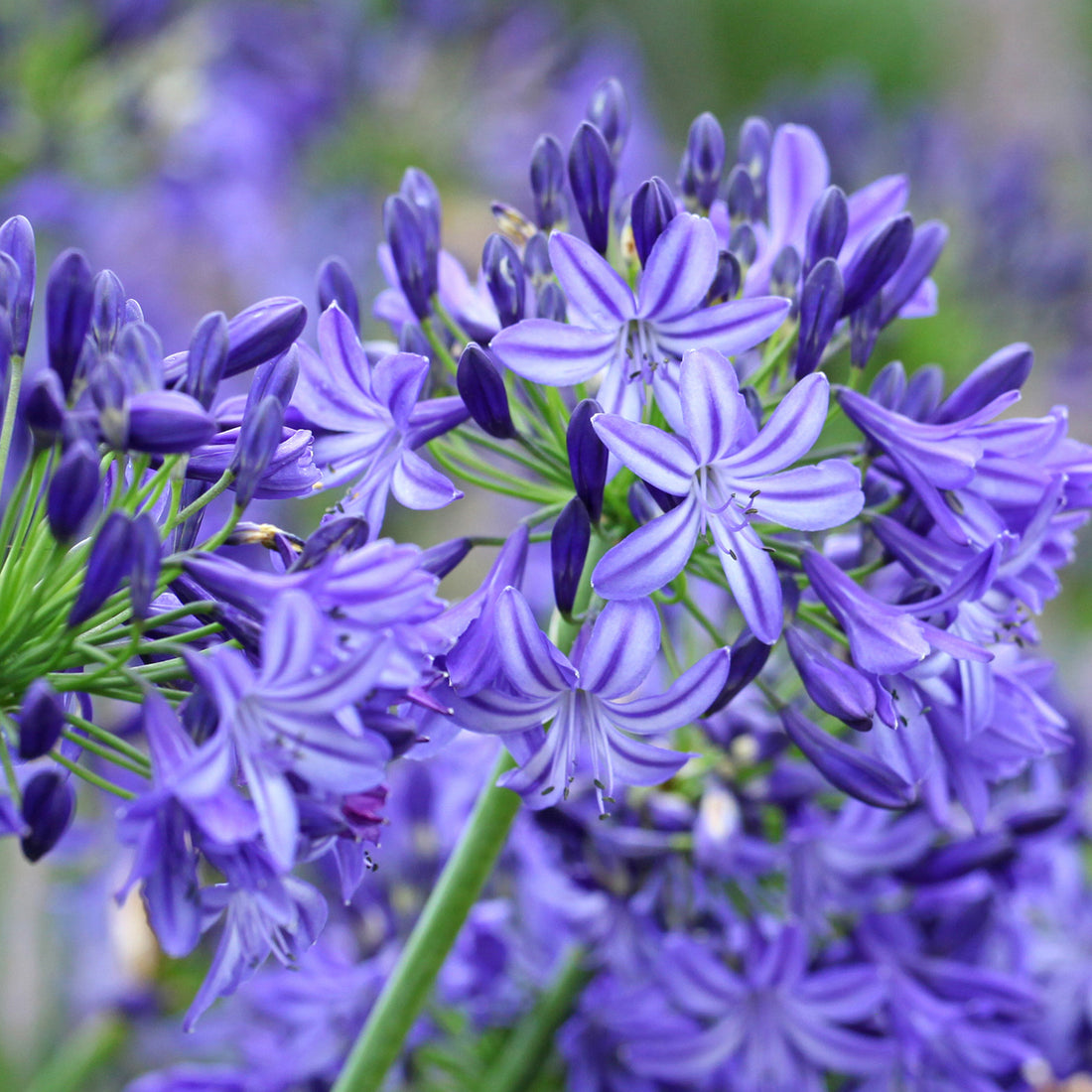 Agapanthus &
