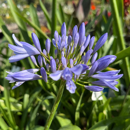 Agapanthus Pitchoune Blue