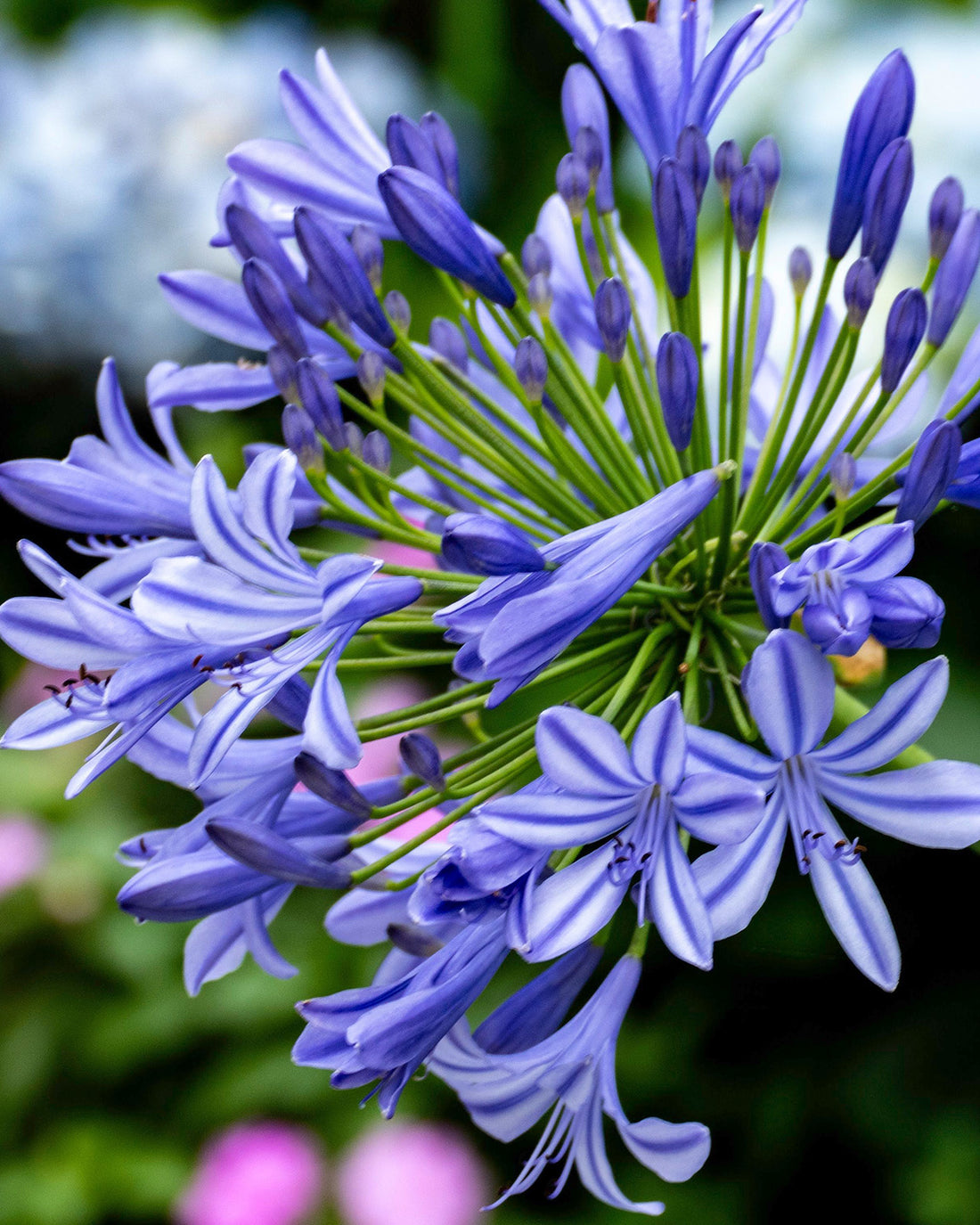Agapanthus africanus
