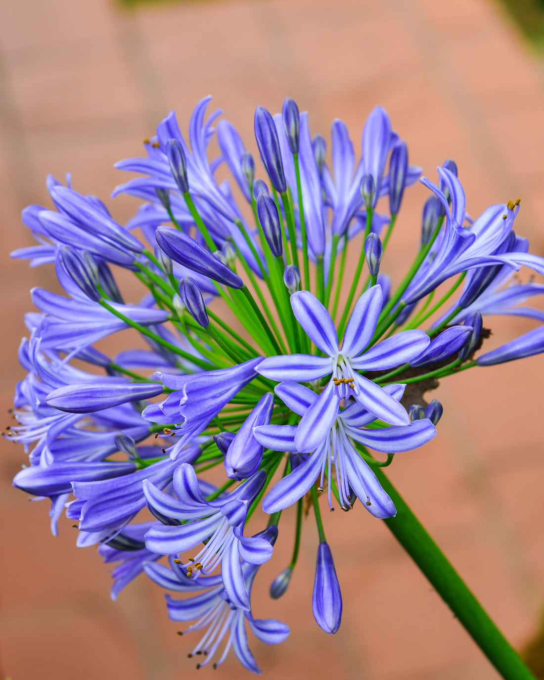 Agapanthus ‘Midnight Star’