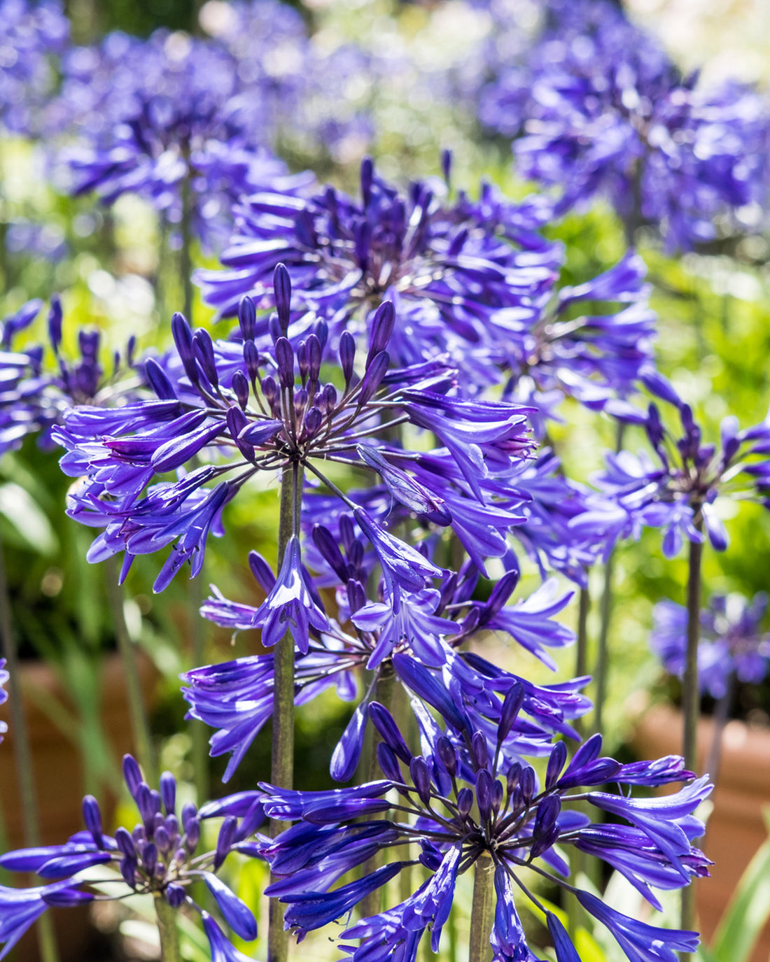 Agapanthus ‘Midnight Star’