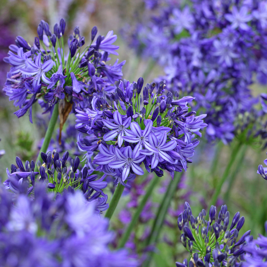 Agapanthus &