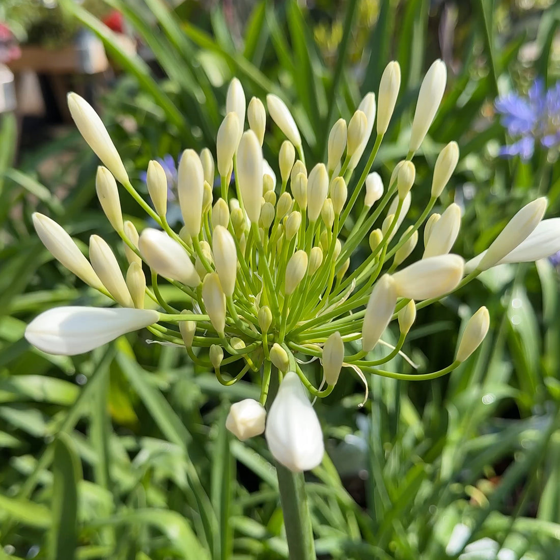 Agapanthus &