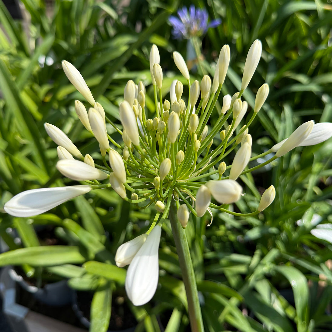 Agapanthus &