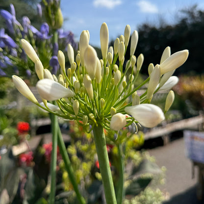 Agapanthus &