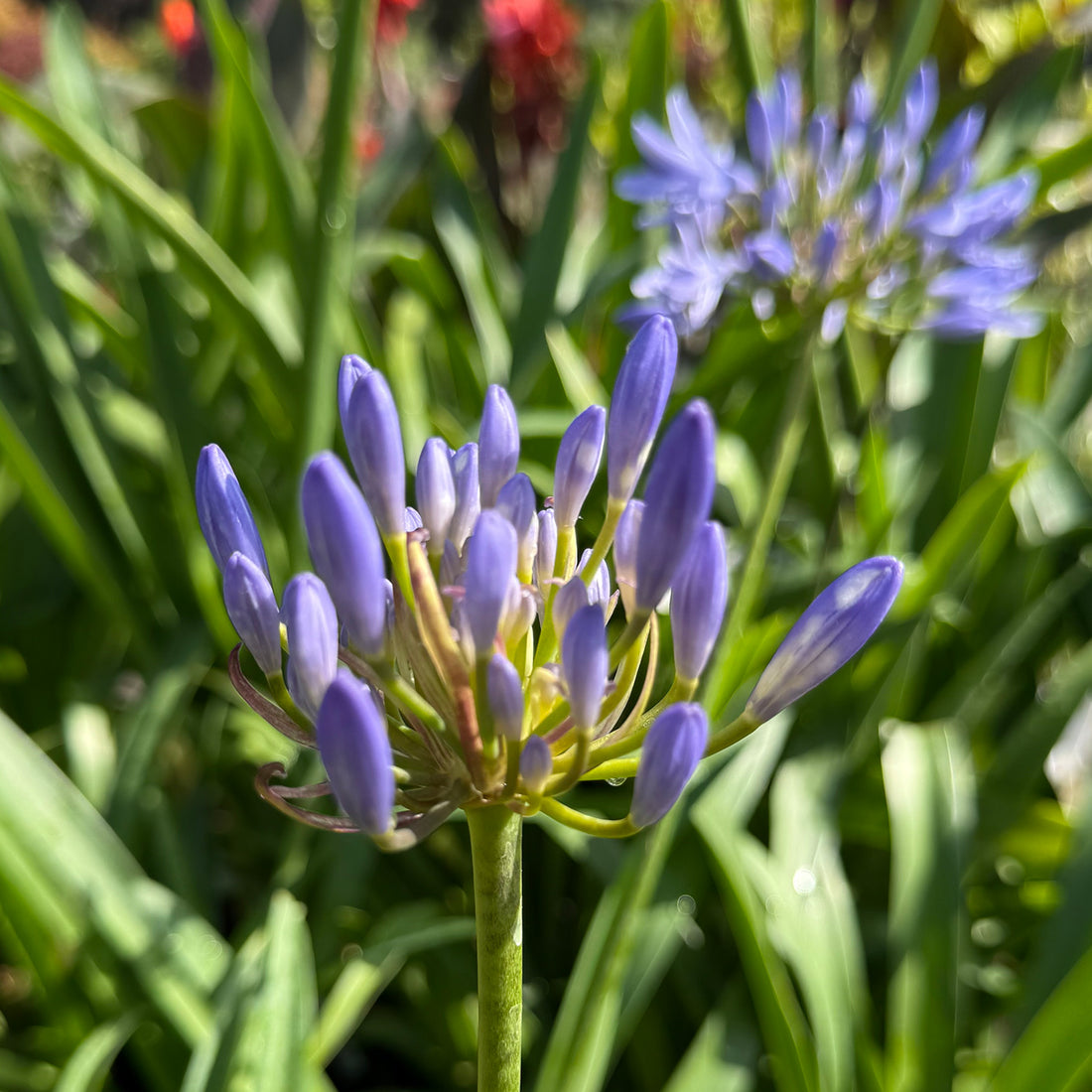 AGAPANTHUS PITCHOUNE BLUE