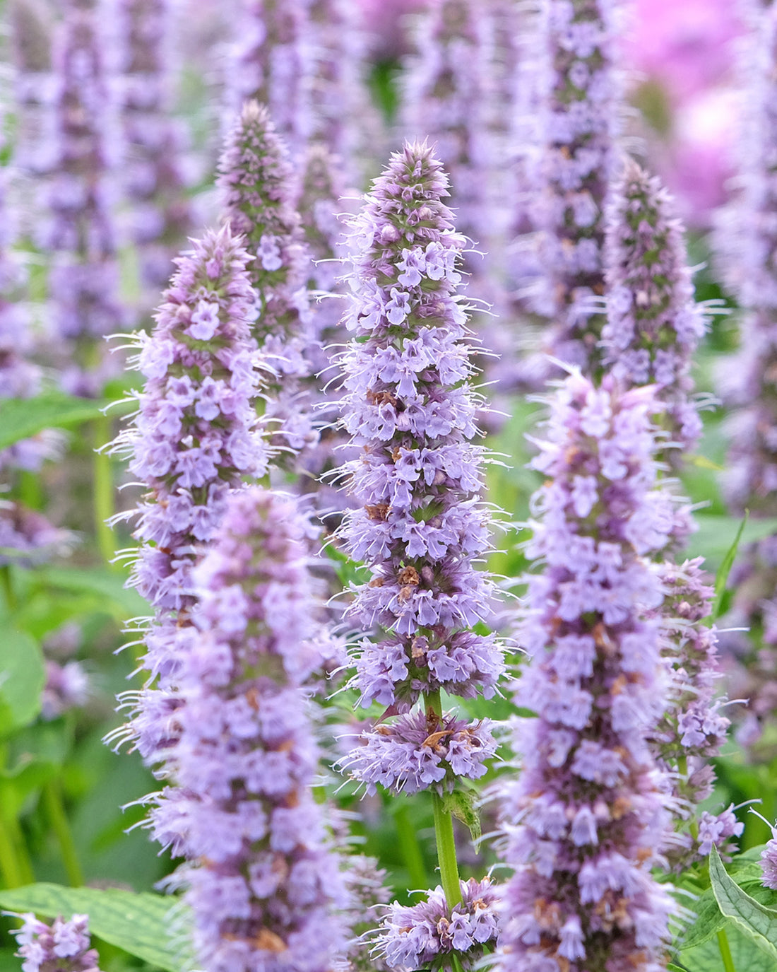 Agastache &