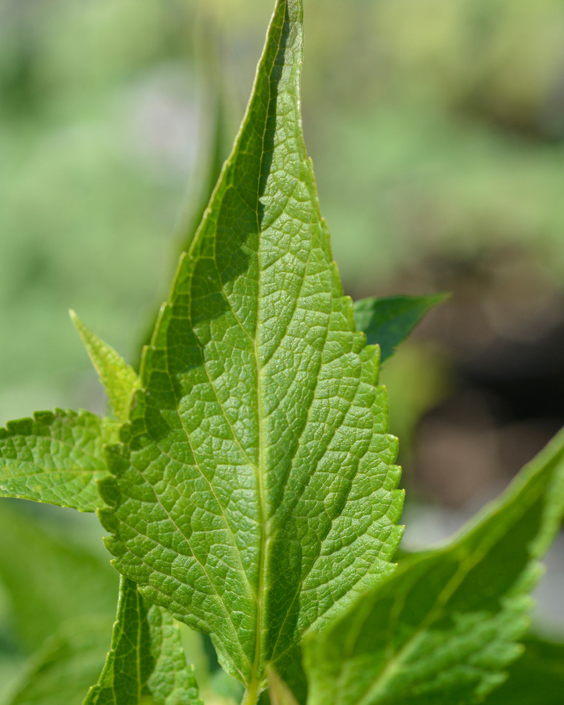 Agastache &