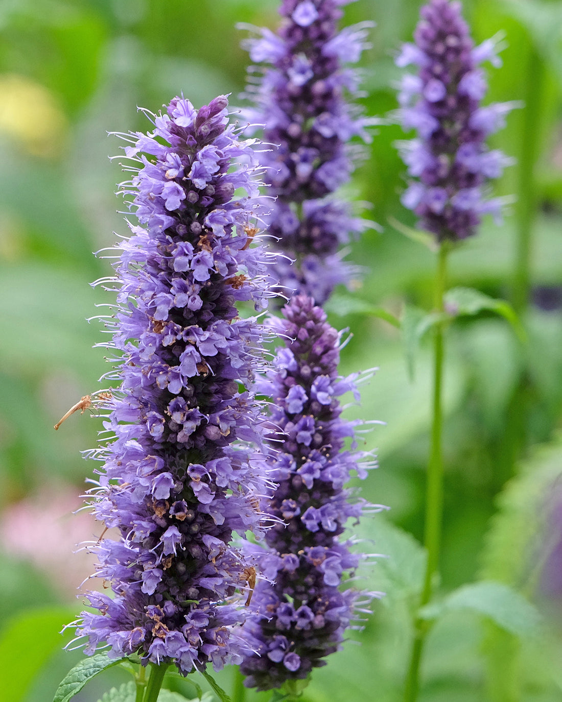 Agastache &