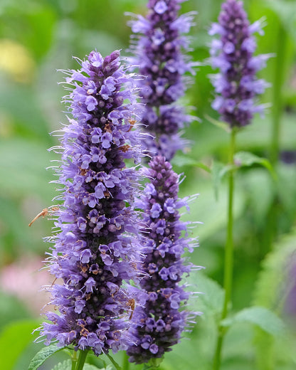 Agastache &