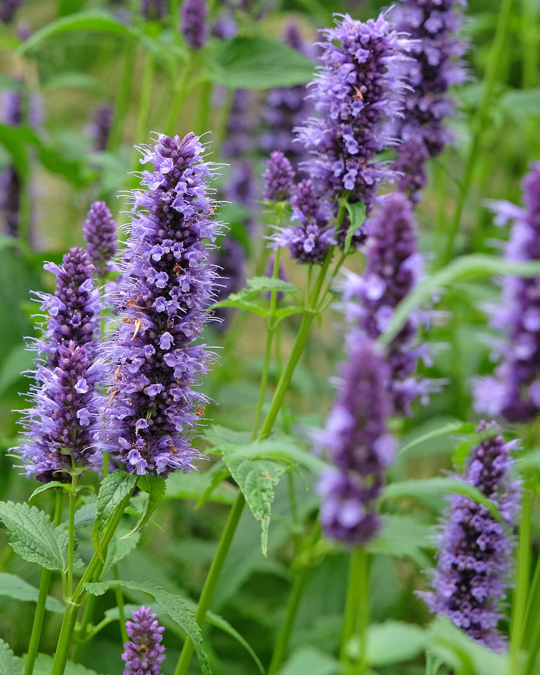 Agastache &