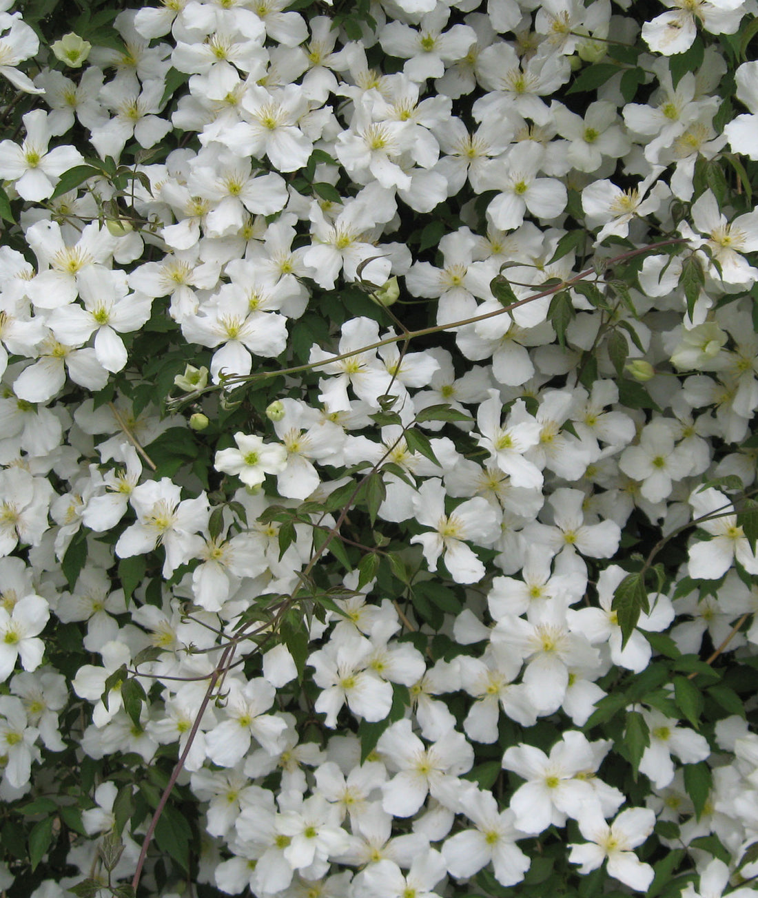 Clematis montana &