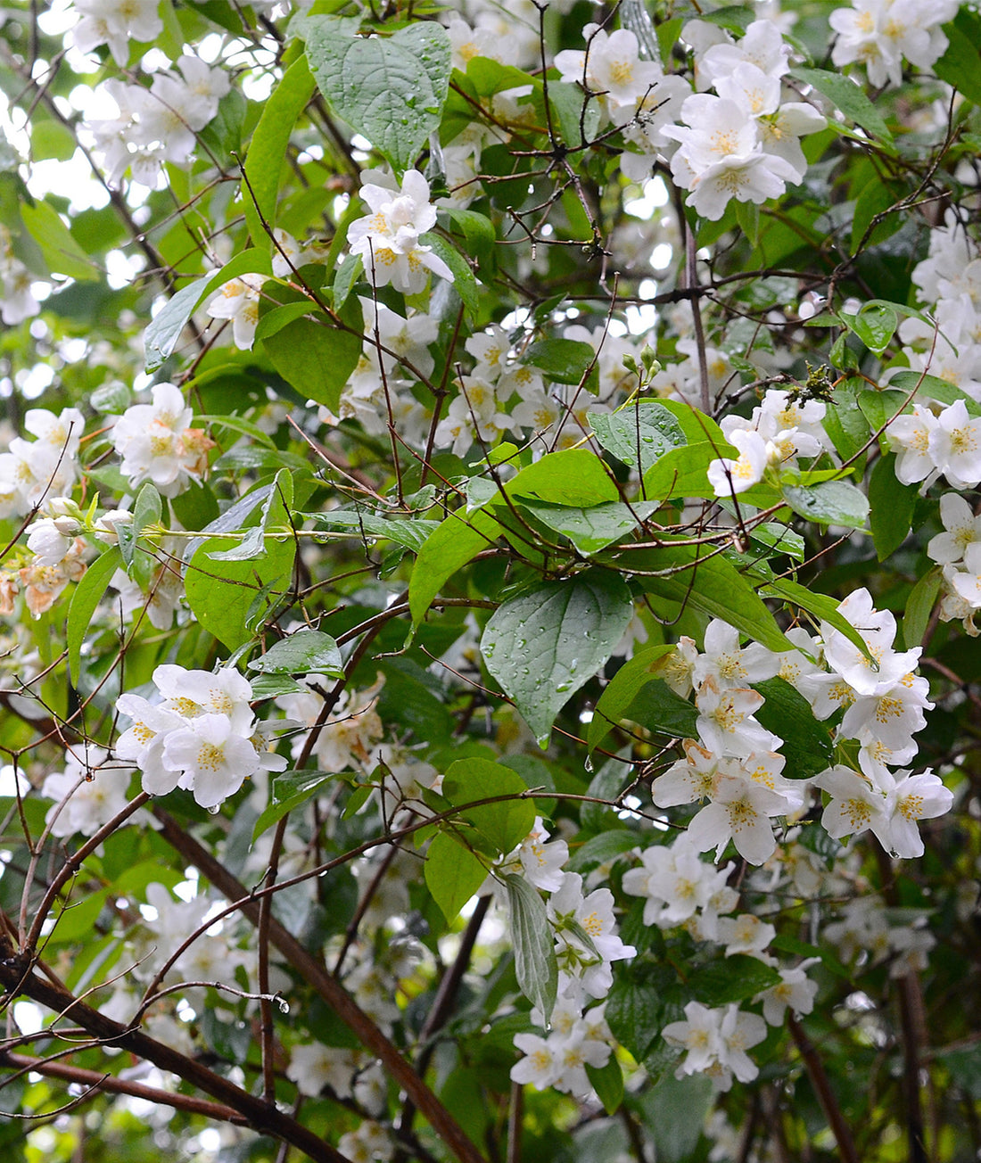 Clematis montana &