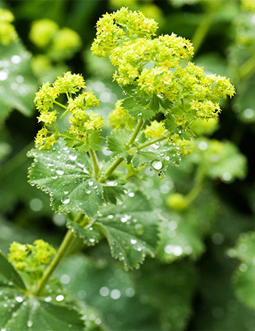 Alchemilla mollis