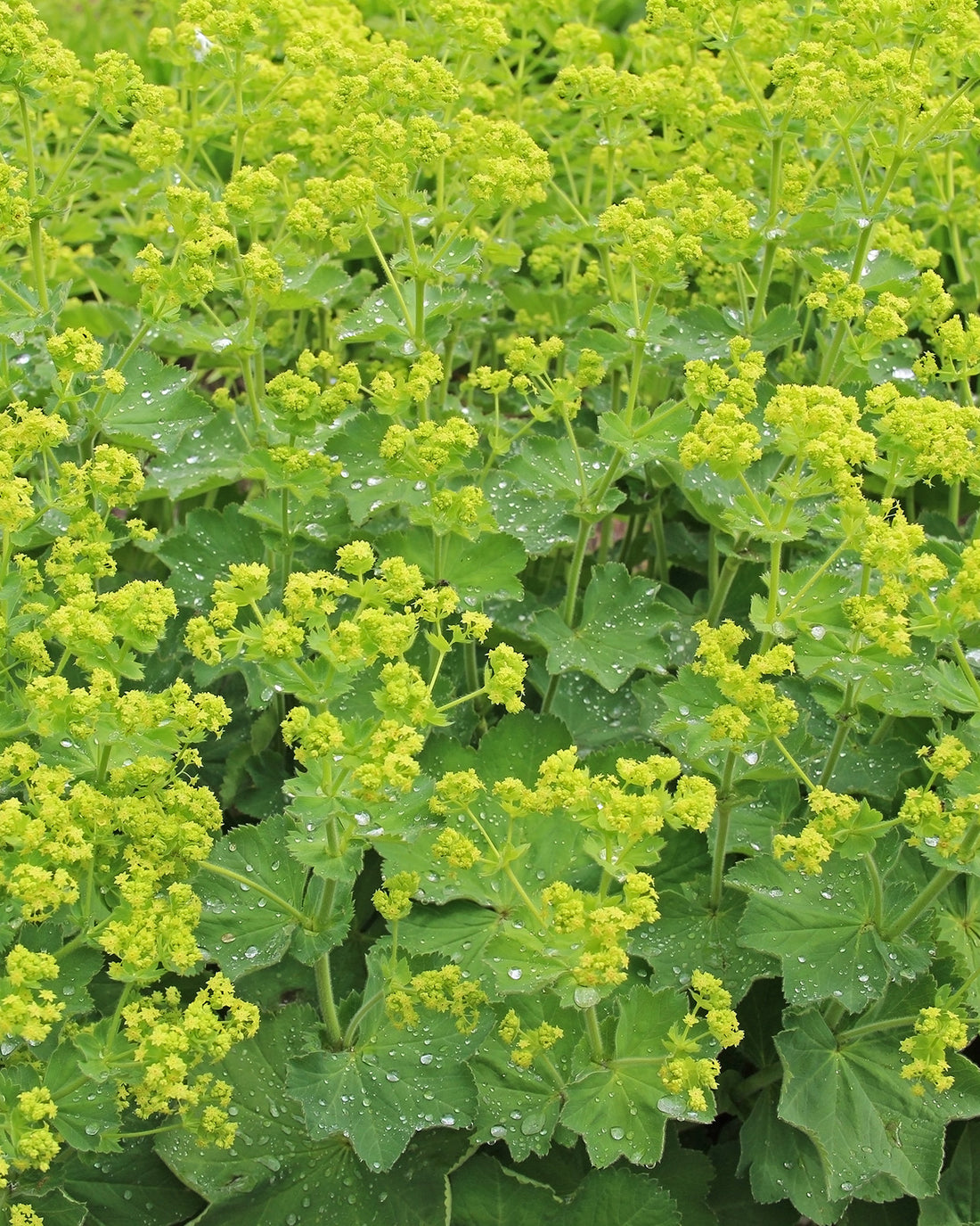 Alchemilla mollis